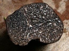 Черный бриллиант: трюфель из Италии 